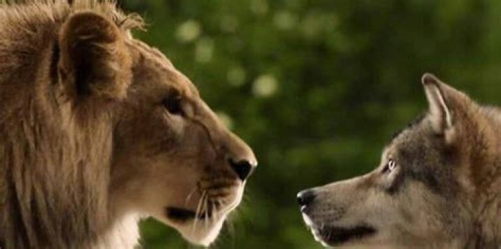 Is the Wolf and the Lion a Real Story? The Wolf and the Lion Cast and Plot