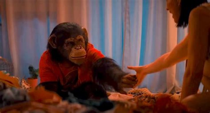 What Happened to Bubbles the Chimp? Is Bubbles the Chimp Still Alive? Who is Bubbles the Chimp? - SarkariResult